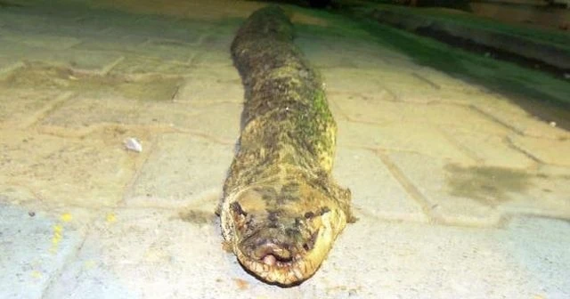 Şarköy'de 3 metre 20 santimlik yılan ölüsü bulundu