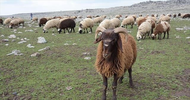 &#039;300 koyun projesi&#039; yetiştiriciyi umutlandırdı