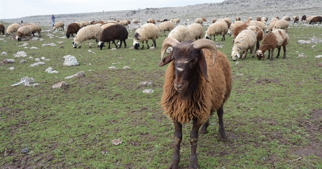 300 koyun projesinde tarih belli oldu