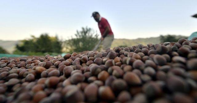 400 bin fındık üreticisinin gözü destek ödemesinde