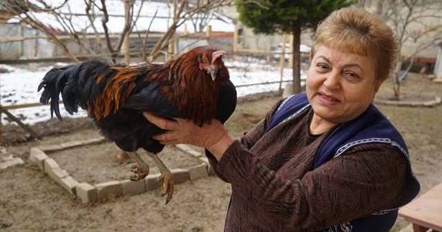 Bahçesinde beslediği tavuk horoza dönüştü