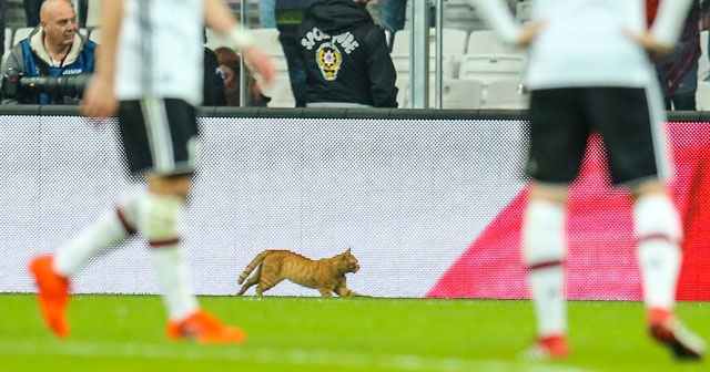 Beşiktaş, Bayern Münih maçında sahaya giren kedi için harekete geçti