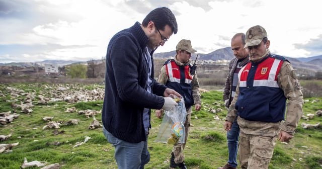 Boş arazide yüzlerce hayvan kemiği bulundu