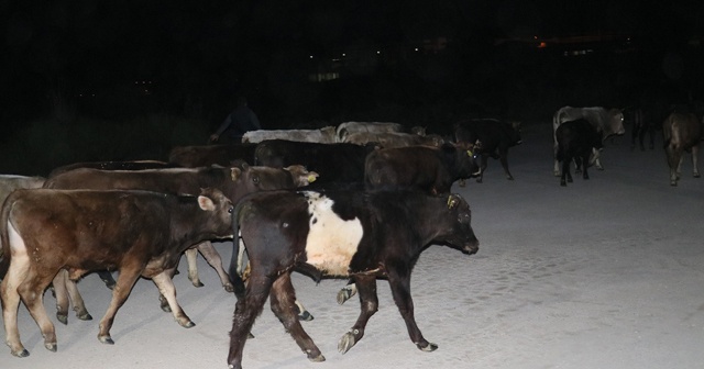 Çoban uyuyakaldı, inekler şehre indi