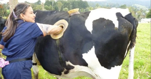 İneklerin üzerinde açılan delikler ne işe yarıyor?