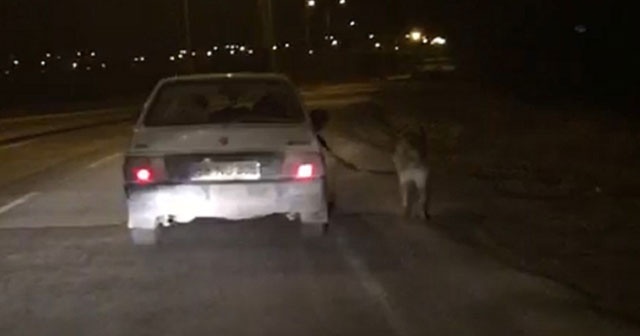 Köpeği otomobile bağlayıp kilometrelerce koşturdular