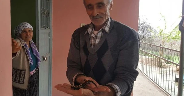 Nesli tükenmek üzere! Osmaniye’de bulundu