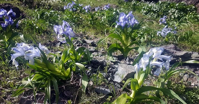 Pülümür Vadisi, kaya nevrusu çiçekleri ile renklendi