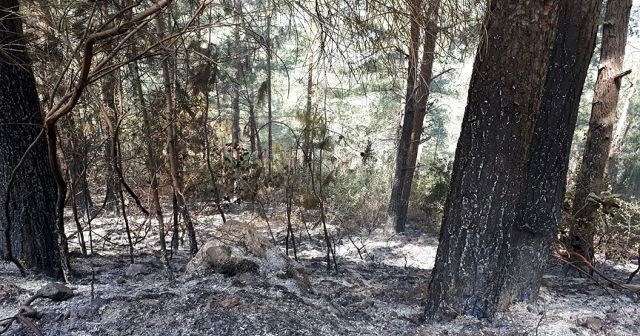 Teröristler ormanı ateşe verdi