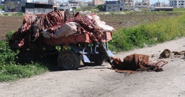 Adana&#039;da kesilmiş at ve eşek eti bulundu