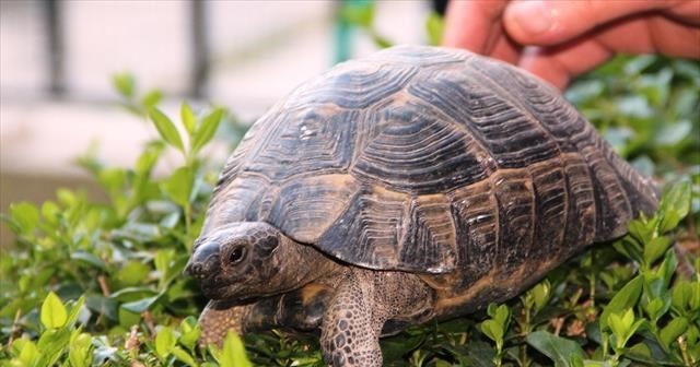 Çöpte bulundu, hayata döndürüldü