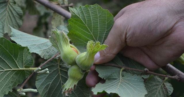 Fındık üreticilerine dokuz yılda 6,8 milyar lira destek