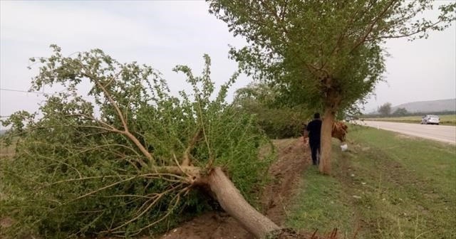 Fırtına ağaçları kökünden söktü