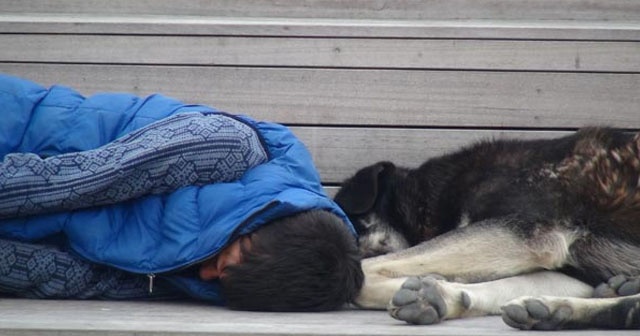 Gören duygulandı! Köpeklerle aynı bankta...