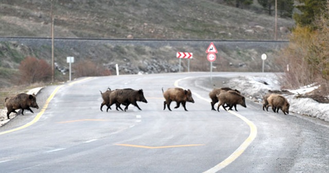 Kars&#039;ta domuz sürüsü böyle görüntülendi