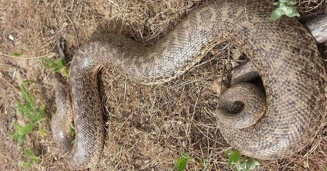 Mutki'de boa yılanı görüntülendi