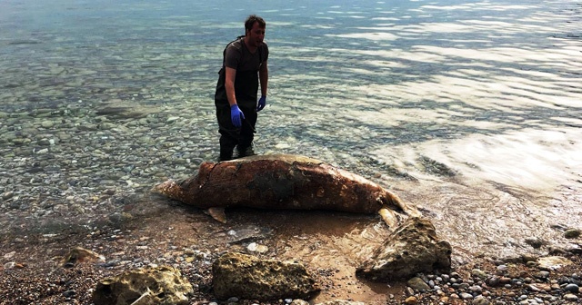 Ölü Akdeniz foku kıyıya vurdu