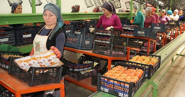 Rusya'nın kararı domates üreticisinin yüzünü güldürdü