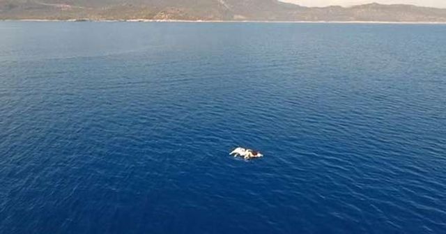 Antalya&#039;da şok eden görüntü!