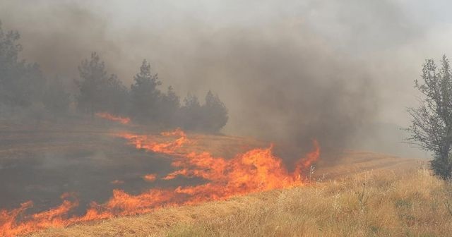 Denizli'de tarla yangını ormana sıçradı