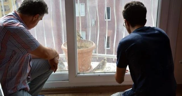 Evinin balkonuna yuva yapan atmaca her sene yavrulamaya geliyor