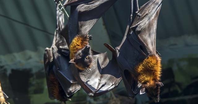 Hindistan&#039;da Nipah virüsü salgını: 10 ölü