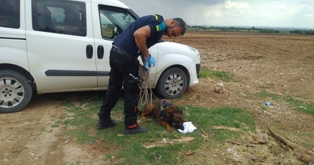 Kayıp şahsın cesedini iz köpeği buldu