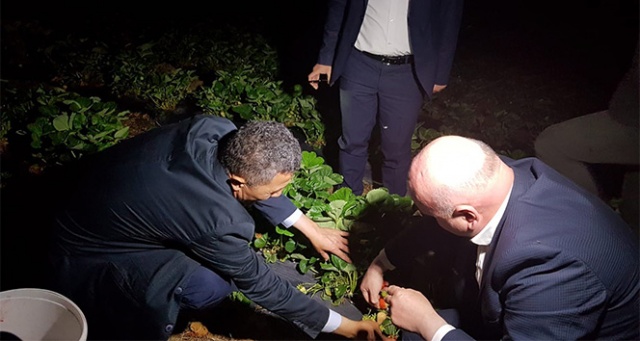 Milletvekili kameranın ışığında çilek topladı