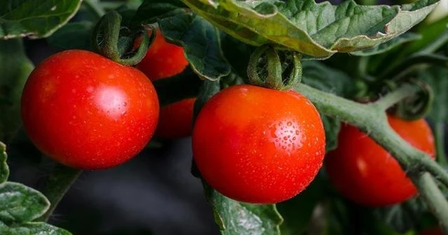 Rusya'ya domates ihracatında yeni dönem başladı