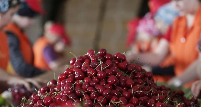 Türk kirazı Çin&#039;e &#039;uçmaya&#039; hazırlanıyor