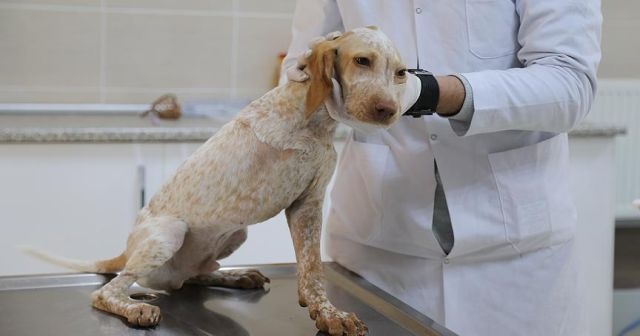 Veteriner hekimlere uzmanlık yolu açılıyor