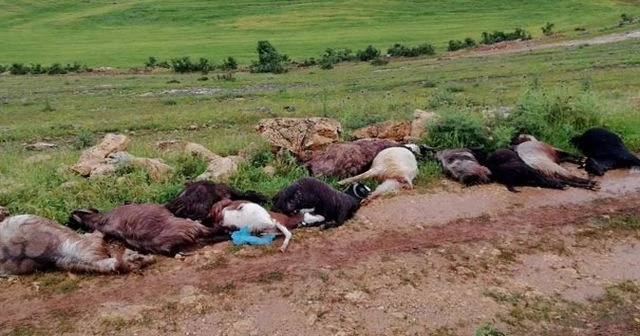 Yıldırım düşmesi sonucu çoban yaralandı, 12 keçi telef oldu