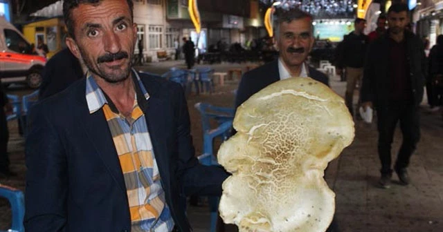 6 kiloyu bulan dağ mantarları görenleri şaşırttı