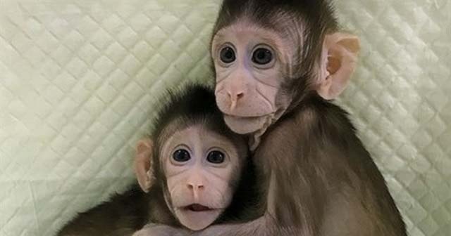 Dünyanın ilk klon maymunlarına gözleri gibi bakıyorlar