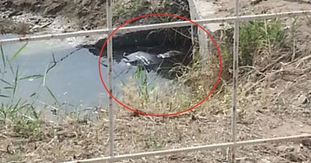 Görenler şoke oldu! Su kanalında böyle bulundu