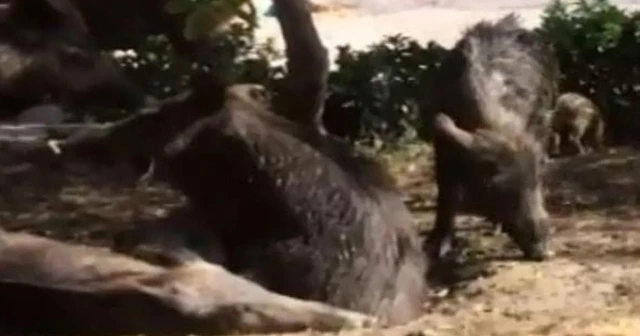 Gün geçtikçe artıyor... Sitenin bahçesine çıkan vatandaşlar şoke oldu!