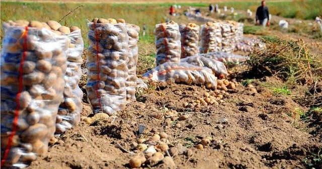 Hasat patates fiyatını düşürecek