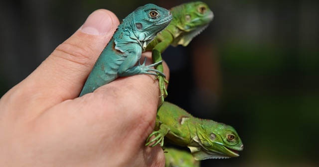 İguana yavruları ilgi odağı oldu