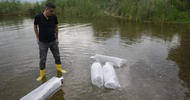İznik Gölü’ne 45 bin adet yavru sazan bırakıldı