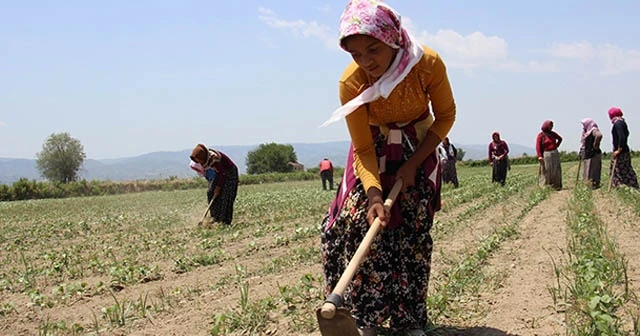 Kadınların 45 derece sıcakta ekmek parası mücadelesi