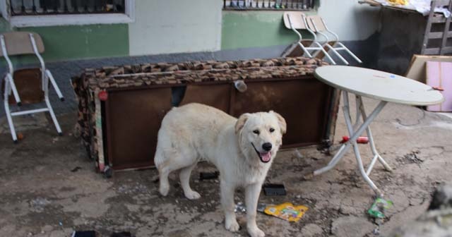 Köpeğin parçaladığı çekyattan çıkanlar şoke oldu!