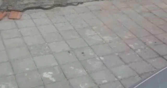 Şehirde her yerden yılan fışkırıyor!