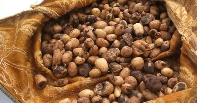 Toplanması yasak... Kilosu 50 TL'den satılıyor