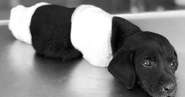 Yavru köpeğin ölümüyle ilgili tutuklanan kepçe operatörü serbest