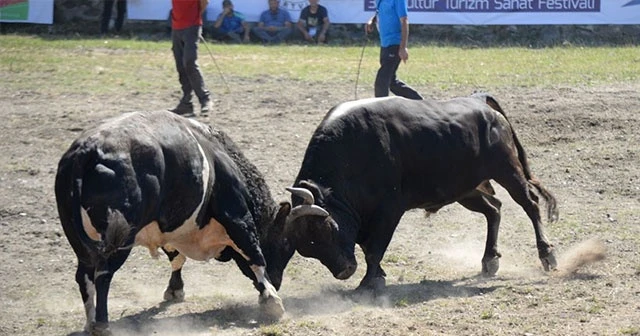 Araba fiyatına boğlar Artvin festivalinde sahneye çıktılar