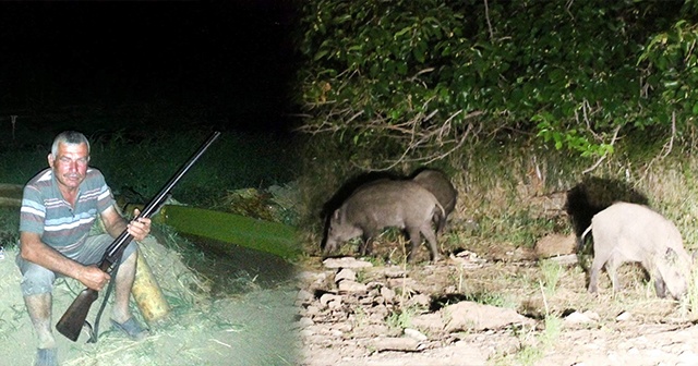 Aydın’da domuzlar, çiftçinin uykusunu kaçırdı