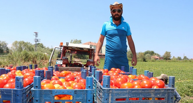 Bafra’da yetişen domates tüketicinin imdadına yetişti