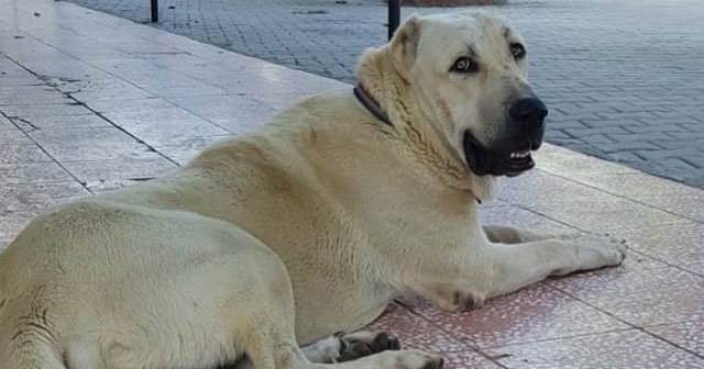 Bu köpeği bulana Antalya&#039;da bir hafta tatil