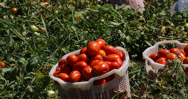 Hastalığın vurduğu domateste bu yıl fiyatlar yükseldi