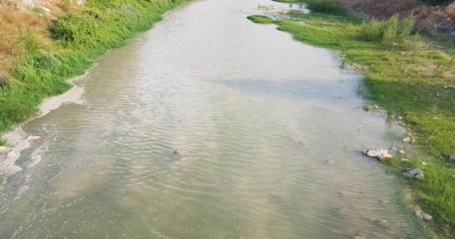 Kaplumbağalar ilçede deprem paniğine yol açtı